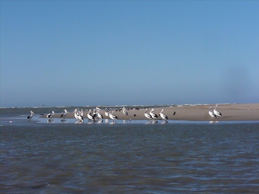 At the Murray Mouth