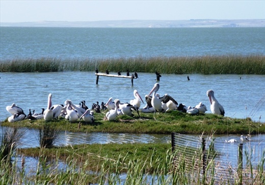Pelicans