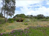Pretty Coastal Garden: by pauline, Views[349]