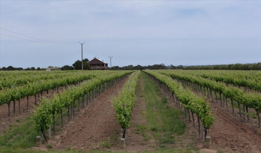 Sellicks Hill Vineyards