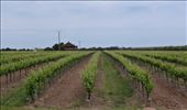Sellicks Hill Vineyards: by pauline, Views[324]