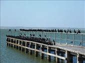Shags: by pauline, Views[180]