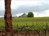 Vineyards Mount Gambier: by pauline, Views[262]