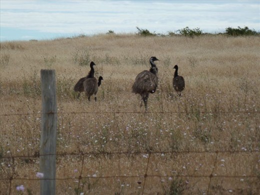 Emus near Farm Beach