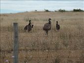 Emus near Farm Beach: by pauline, Views[274]
