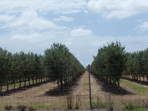 Olive Groves