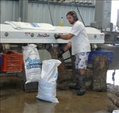 Fresh Oysters: by pauline, Views[358]