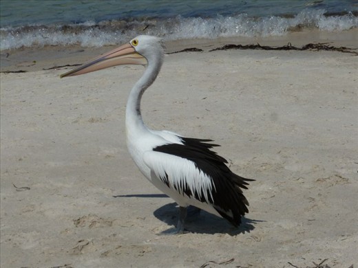 Pelican at Tumby Bay