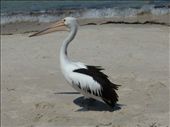 Pelican at Tumby Bay: by pauline, Views[2052]