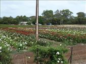 Rose Garden: by pauline, Views[373]