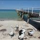 Tumby Bay: by pauline, Views[295]