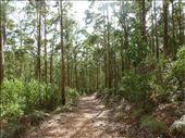 Nancy Peak Circuit Walk, Porongurups: by pauline, Views[501]
