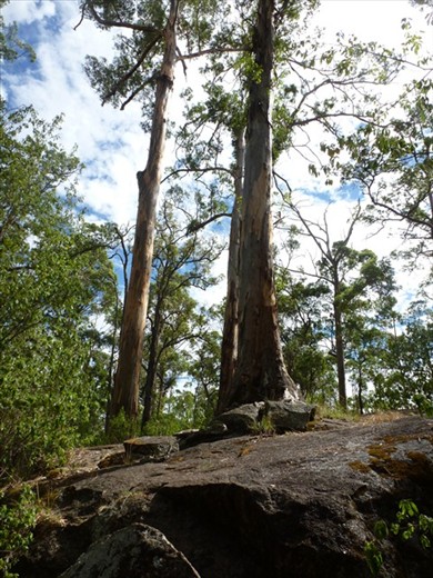 Tree in The Rock, Porongurups