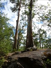 Tree in the Rock, Porongurups: by pauline, Views[460]