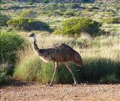 Emu Cape Range NP: by pauline, Views[333]
