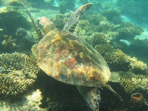 Green Turtle