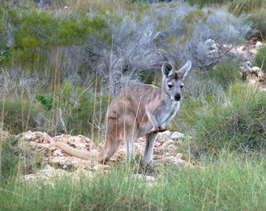 Kangaroo, Cape Range NP