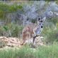 Kangaroo, Cape Range NP: by pauline, Views[332]
