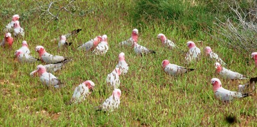 Pink Galahs, Cape Range NP