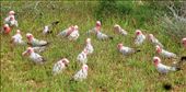 Pink Galahs, Cape Range NP: by pauline, Views[290]