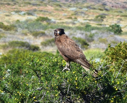 Unknown Very Common Bird, Cape Range NP