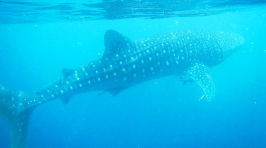 Whale Shark