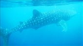 Whale Shark: by pauline, Views[264]