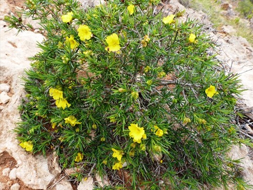 Wildflowers Mandu Mandu Gorge
