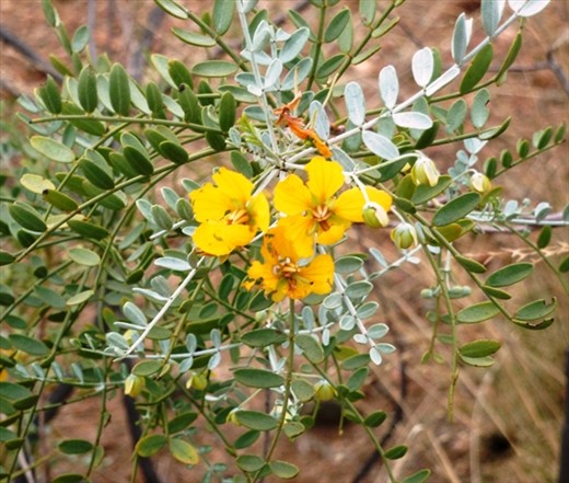 Wild Flowers Bobs Swim
