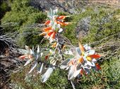 Wild Flowers Kalbarri: by pauline, Views[380]