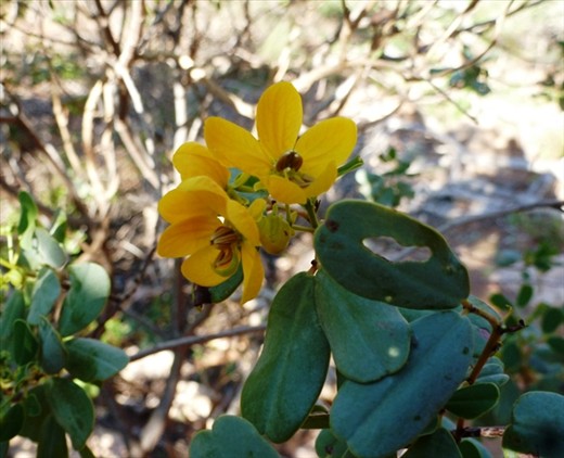 Wild Flowers Pilgrumunna Gorge