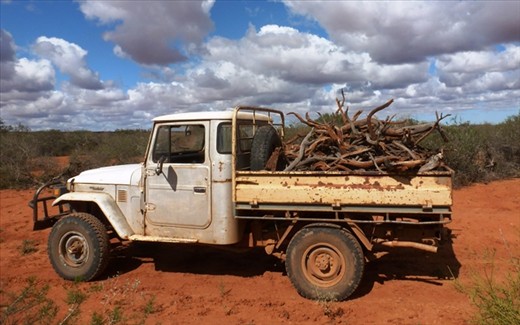 Wood Collecting Bullara Station