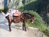 Saddled Horse, Tiger leaping Gorge, Tibetan Prefecture: by paulinemendes, Views[181]
