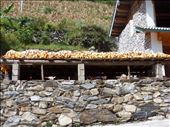 Corn drying - Walnut Grove, Tiger Leaping Gorge: by paulinemendes, Views[197]