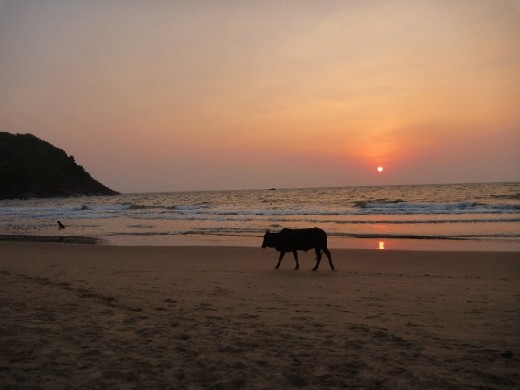 Wild cow enjoying the sunset on Kudlee Beach
