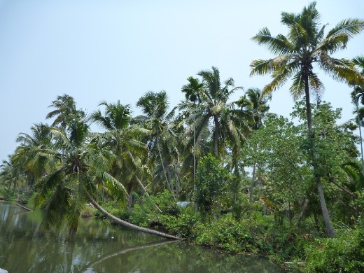 Palm tree's overhanging the backwaters