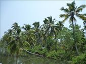 Palm tree's overhanging the backwaters: by paulpiorun, Views[301]