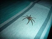 Bad ass spider on pete's bed: by paulpiorun, Views[2027]