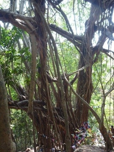 The banyan tree