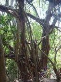 The banyan tree: by paulpiorun, Views[618]