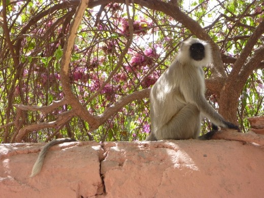 The Indian Langur monkey, casually sitting on a wall in Udaipur