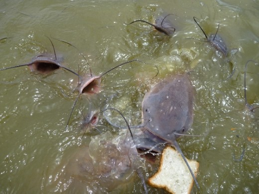 Catfish feasting on bread in the lake!
