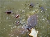 Catfish feasting on bread in the lake!: by paulpiorun, Views[584]