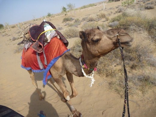 Camel safai