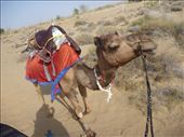 Camel safai: by paulpiorun, Views[230]