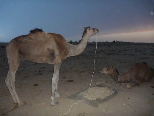 My camel recharging his batteries