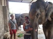 Getting up close and personal with an elephant!: by paulpiorun, Views[265]
