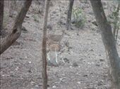 Deer, Ranthambhore National Park: by paulpiorun, Views[346]