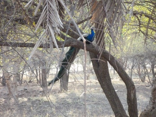India's national bird, the peacock