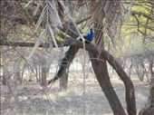India's national bird, the peacock: by paulpiorun, Views[399]